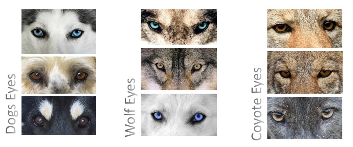 Глаза волка и собаки. Отличие волка от собаки. Различие волчьих и собачьих глаз. Различия между собакой и волком.