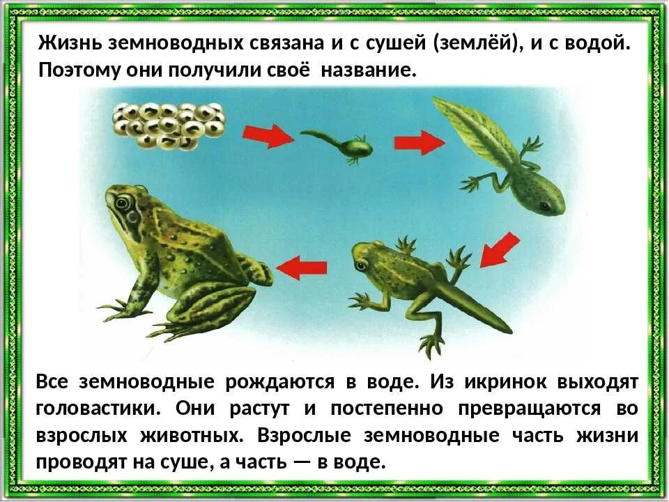 Класс земноводные. Развитие земноводных. Земноводные для дошкольников. Жизнь земноводные для детей презентация.