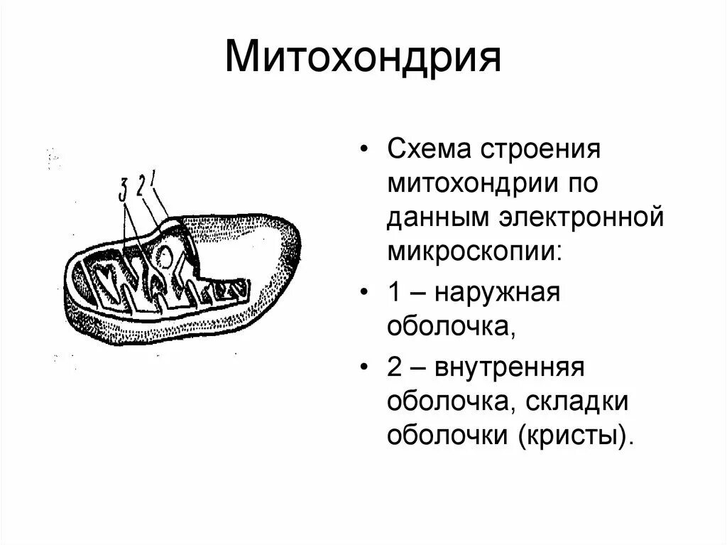 Записать строение митохондрии. Схема строения митохондрии. Строение митохондрии черно белый рисунок. Схема строения митохондрии рисунок. Схема строения митохондрии ЕГЭ.