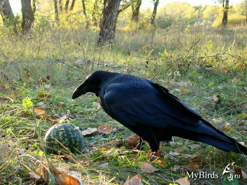 Размер ворона. Самая большая ворона. самая большая ворона в мире. самый большой ворон в мире. самый большой черный ворон.
