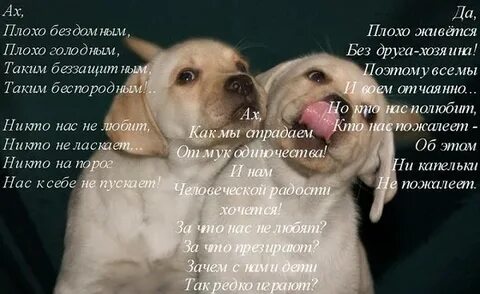 Стихи любимый питомец