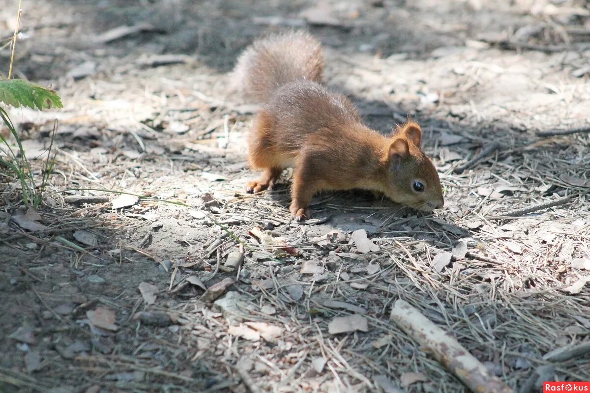 Акимушкин жил был ежик читать. Белка из дерева. Дупло белки. Жила была белка в лесу ни о чём не тужила. Жила белка в лесу ни.