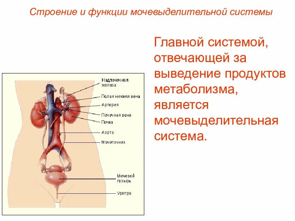 Какие системы органов выполняют выделительную функцию. Мочевыделительная система анатомия функции. Мочевыделительная система, структура и функции.. Цепочка выделительной системы человека. Строение выделительной системы.