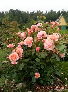 Описание розы элизабет стюарт
