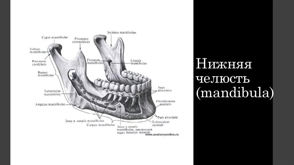 Tuberositas masseterica нижняя челюсть. Crista buccinatoria нижней челюсти. Нижняя челюсть (mandibula). Нижняя челюсть анатомия Lingula mandibulae. Челюсть на английском