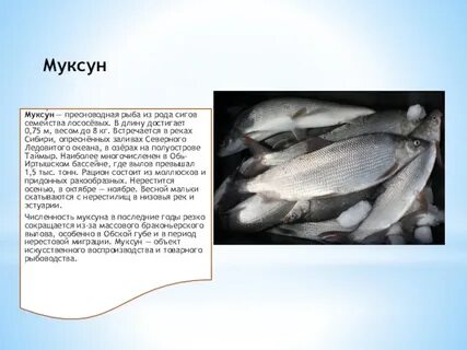 Рыба рода сигов 5 букв