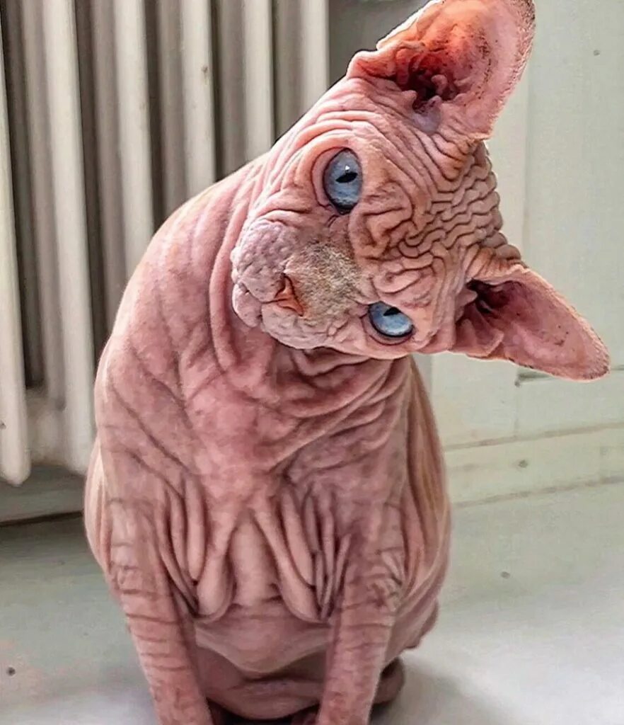 Персидская шиншилла вилфред. Некрасивый кот. Некрасивый кот. Персидская шиншилла вилфред. Персидская шиншилла вилфред котенок.