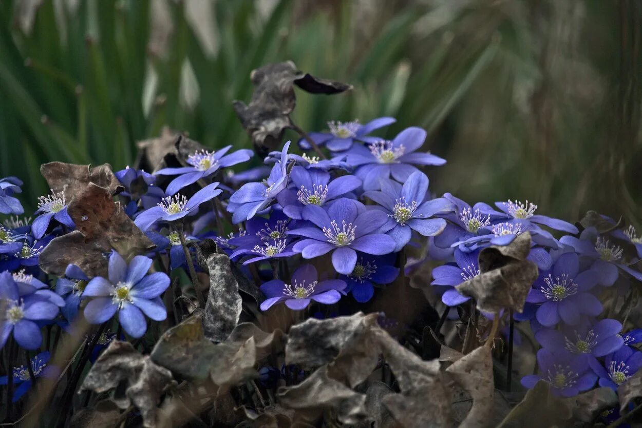 Голубой перелеской. Печеночница трансильванская. Печеночница hepatica Merlin. Печеночница сапфир.