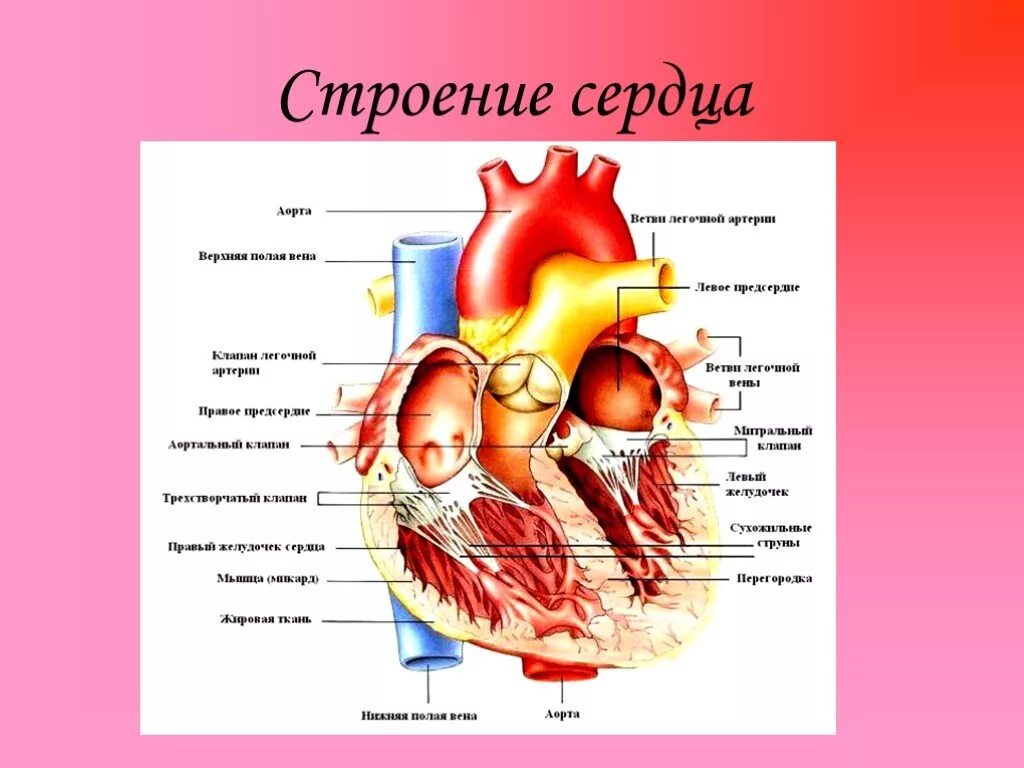 Сердце устройство и работа