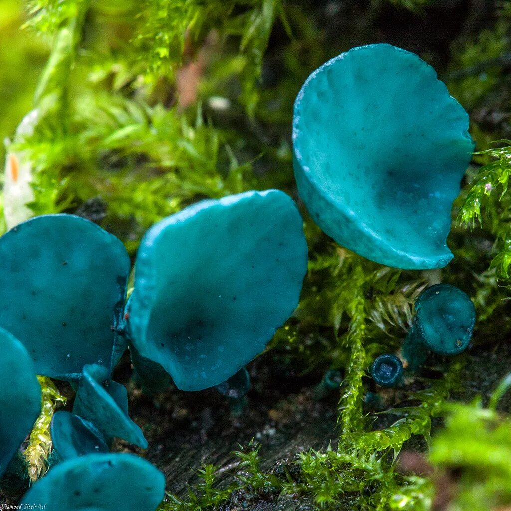 Живой синий гриб. Chlorociboria aeruginascens. Хлороцибория сине-зеленая. Хлороцибория сине-зеленоватая (Chlorociboria aeruginascens). Гриб Хлороцибория сине-зеленая.