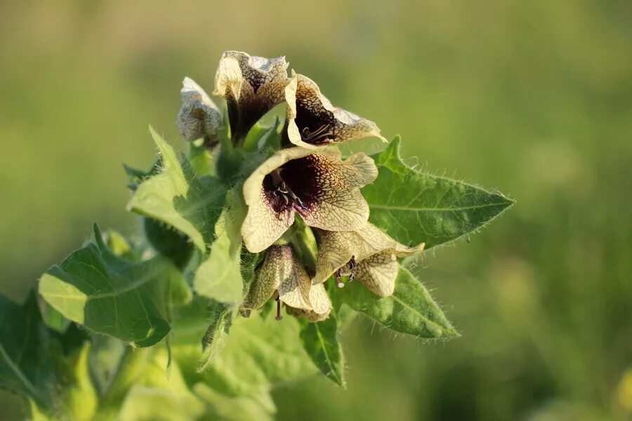 белена опасное растение. Hyoscýamus). белена -ядовитая трава. белена черная ядовитое растение. белена чёрная.