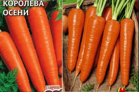 Морковь сорт осенняя