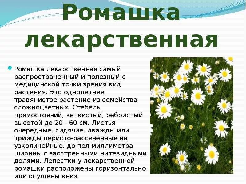 Ромашка лекарственная тип питания. Ромашка лекарственная описание для 3 класса. Лечебные растения Ромашка описание. Краткое описание ромашки аптечной для 3 класса. Лечебная Ромашка описание.