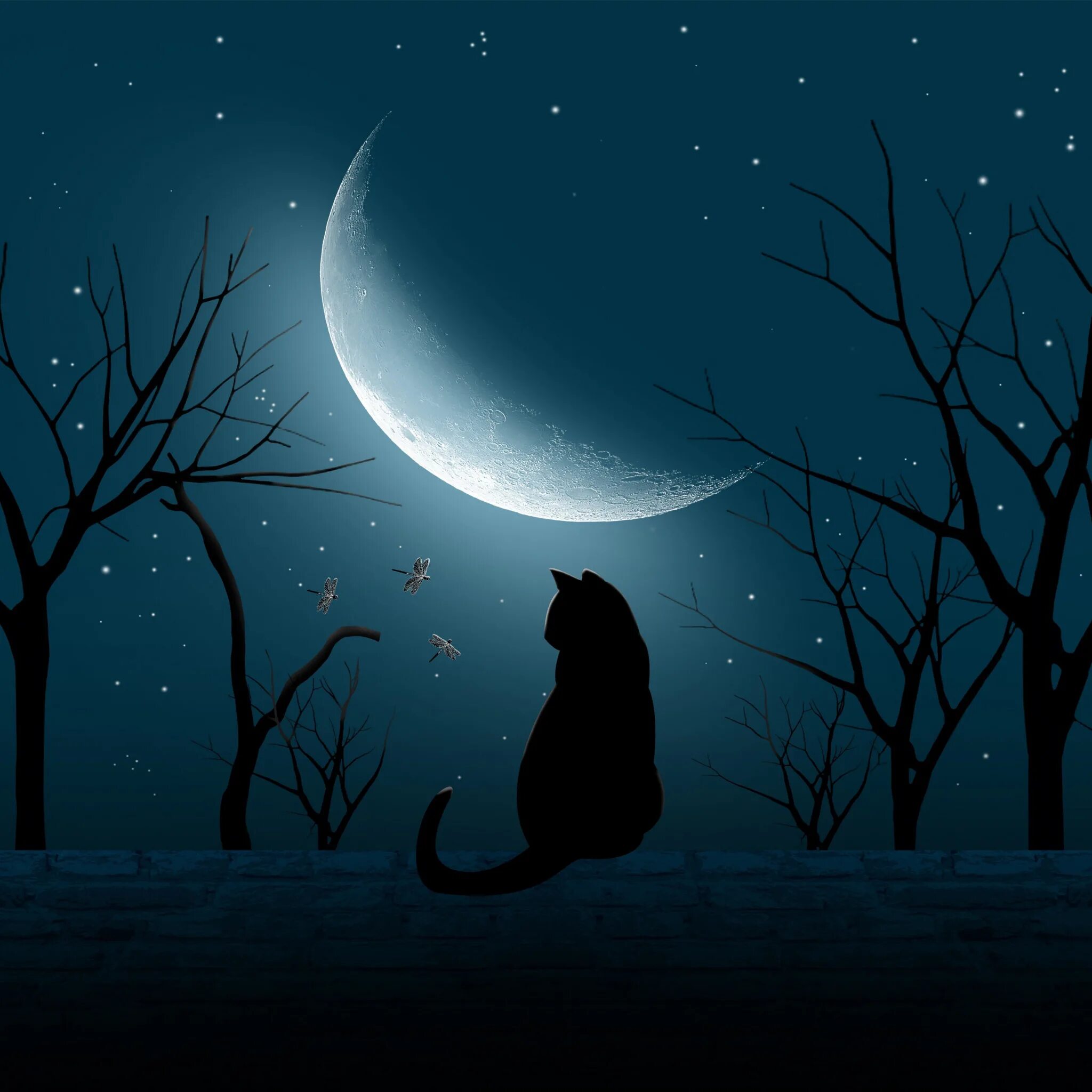 Спустилась ночь. Кот и звездное небо. Спустился вечер. Черный кот и звезды.