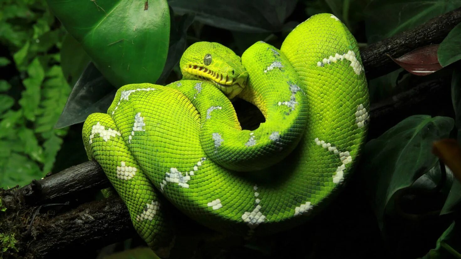 Фотографии python. Королевский питон зеленый. Змея питон зеленый. Morelia viridis. Новогвинейский питон.