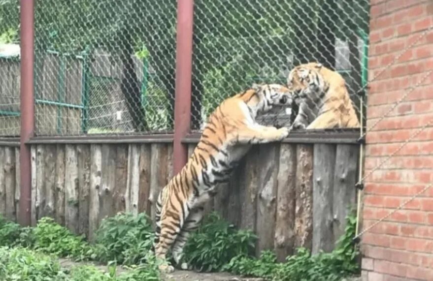 Тигр живут в зоопарке. Тигр в Пензенском зоопарке. Тигр зоопарк Пенза. Амурский тигр в Пензенском зоопарке. Амурского тигра в зоопарке.