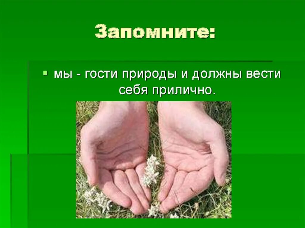 Человек гость природы. Правило поведения на природе. Как надо вести себя на природе. Правило как надо вести себя на природе. Человек должен вести себя в природе.