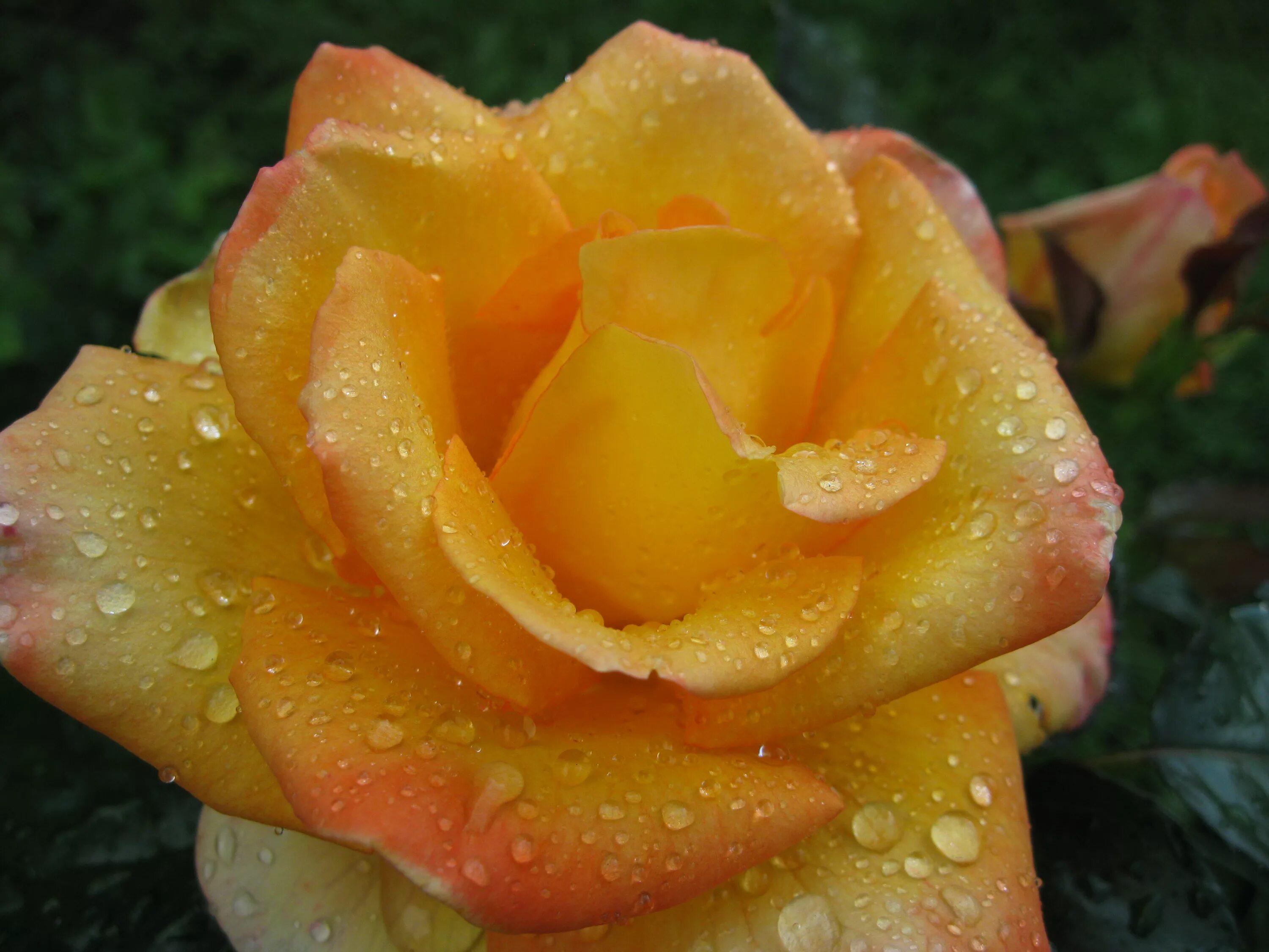 желтые розы символ. роза логотип. каменная роза желтая. ночь, желтые розы. желтые розы символ.