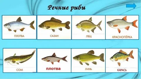 Рыбы последняя буква ь