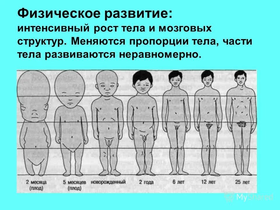 Показатели стадии развития организма. Развитие мальчика. Пропорции тела мальчика. Как развиваются мальчики. Пропорции взрослого человека и ребенка.