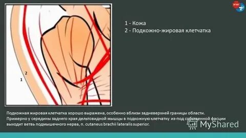 Подкожная жировая клетчатка это ткань
