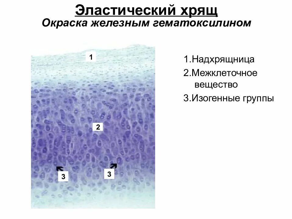 Изогенные группы. Эластический хрящ ушной раковины окраска орсеином. Эластический хрящ гистология. Эластическая хрящевая ткань гистология. Эластичный хрящ гистология окраска орсеин.