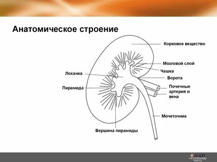 Лоханка строение