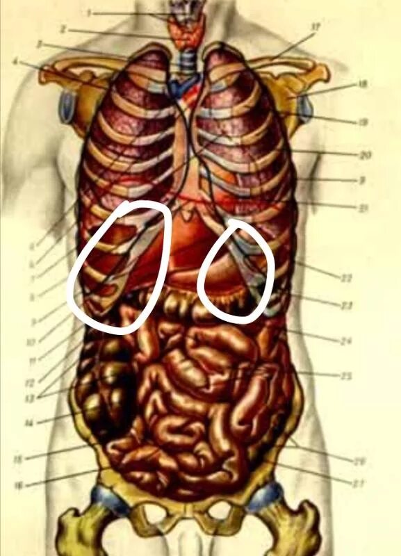 Человек левой стороны какой орган находится. Органы человека справа сбоку. Органы человека под левым ребром. Органы справа под ребрами. Органы с левой стороны под ребрами.