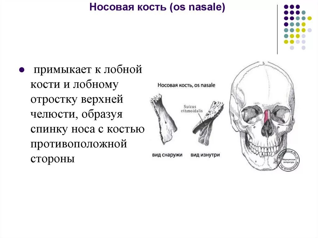 Носовая кость лицевого черепа. Носовая кость вид сбоку. Носовая кость слезная кость строение. Строение и функции носовой кости. Носовая кость анатомия схема.