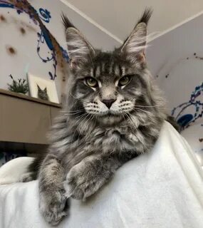 Крупные коты фото