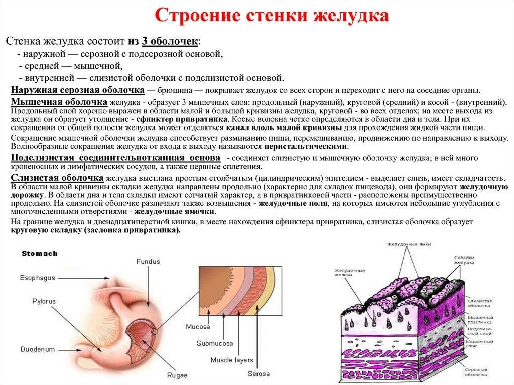 Строение оболочки желудка. Слои стенки желудка анатомия. Послойное строение стенки желудка. Строение желудка оболочки. Строение и функции стенки желудка.