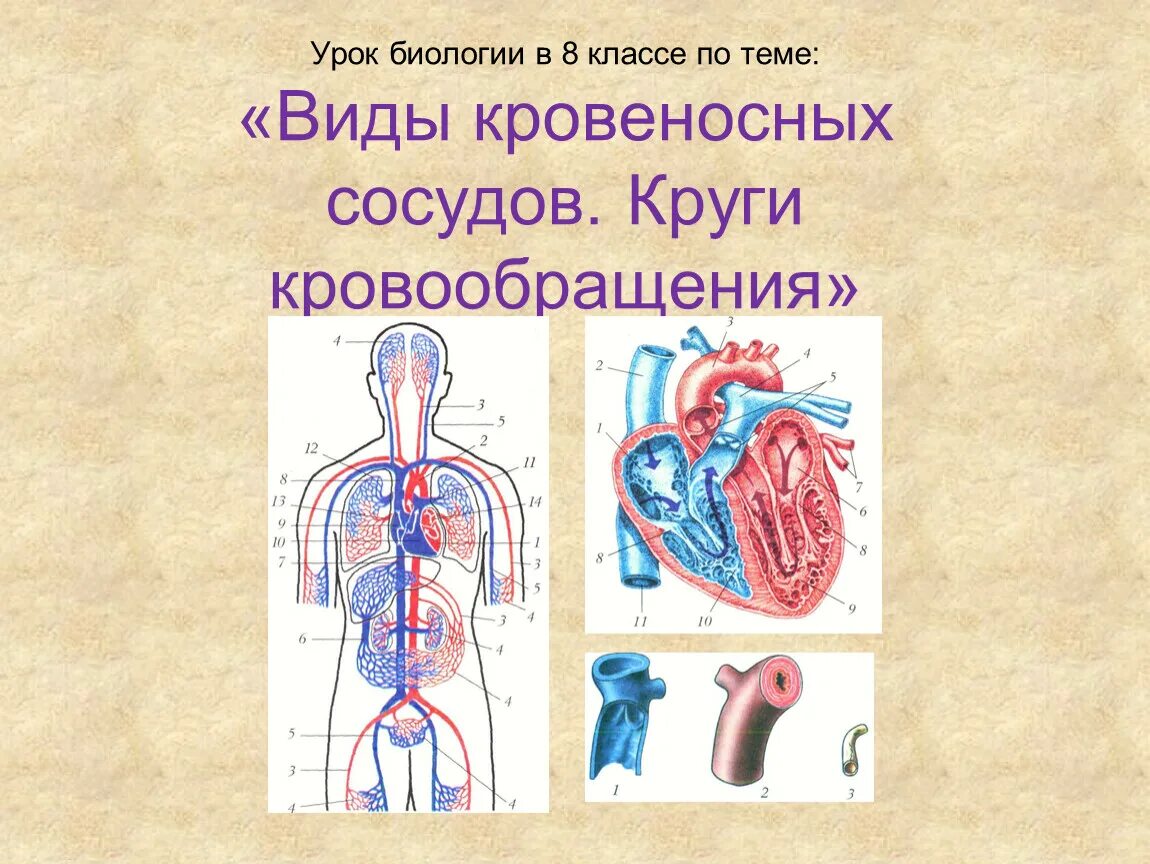 Контрольная работа по теме кровообращения. Система кровообращения человека для детей. Презентация на тему кровообращение. Органы кровеносной системы. Кровеносная система человека 8 класс.