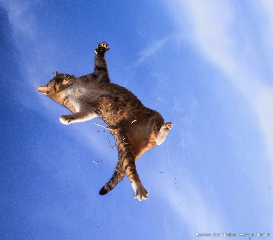 Пр плясывал от нетерпения. Кошка в прыжке. Летающий кот. Кот падает. Кот в полете.