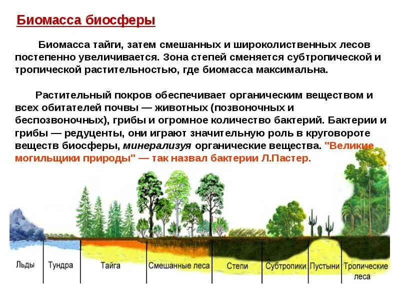 В биосфере биомасса животных во много. Функции биосферы. Биомасса биосферы. Биомасса тайги. Конструкционная функция биосферы.