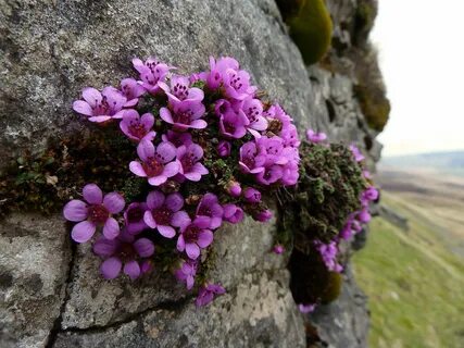 Растения на скалах