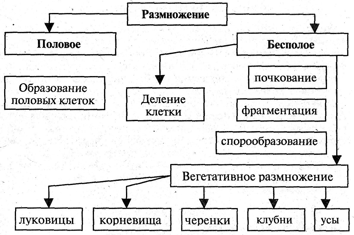 Каковы особенности бесполого размножения 6 класс