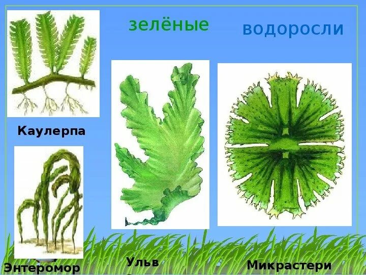 Зеленые водоросли формы. Ульва каулерпа биология. Зелёные водоросли. Зеленые водоросли и их названия. Виды зеленых водорослей.