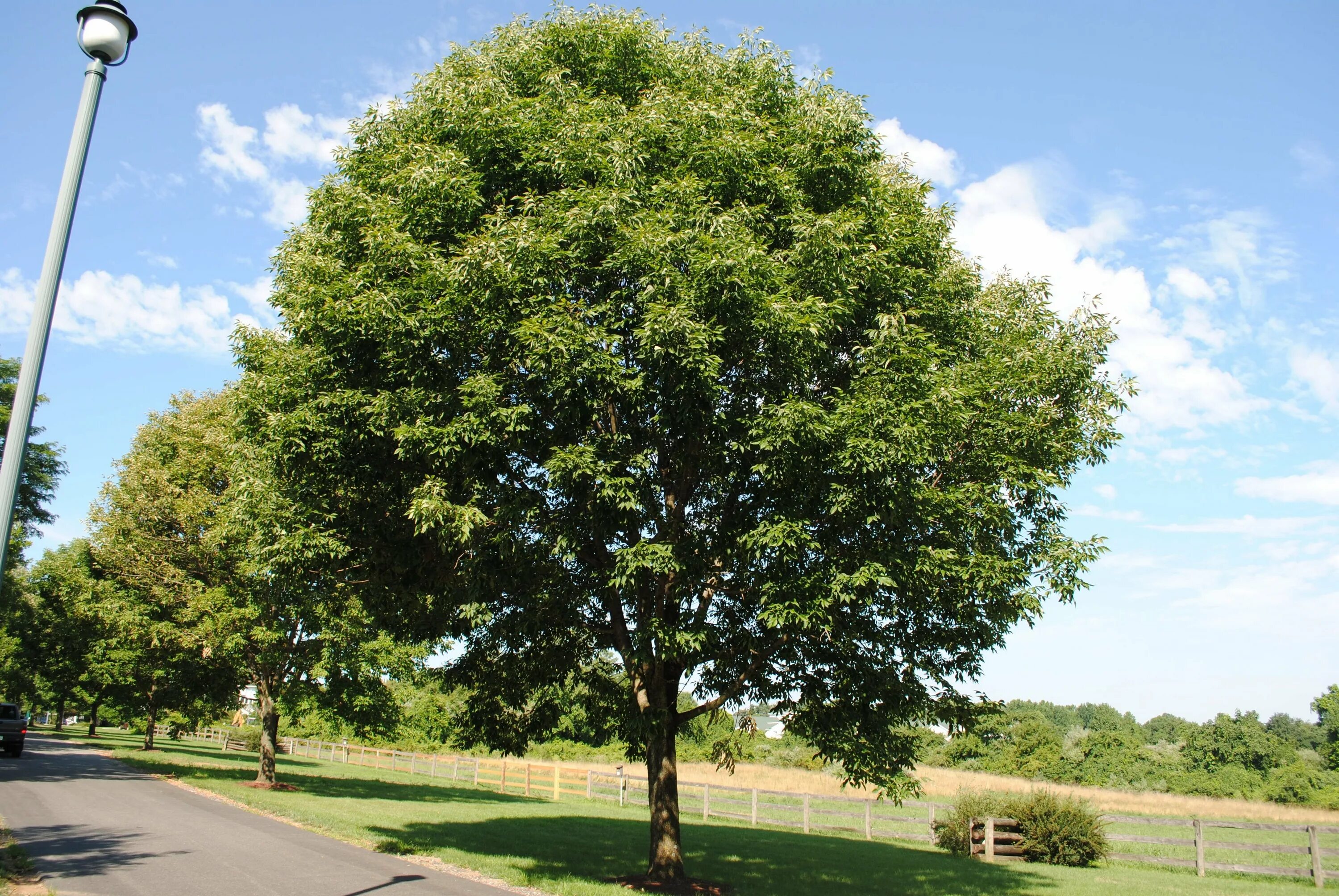 Fraxinus excelsior. Ясень обыкновенный fraxinus excelsior. fraxinus excelsior дерево. ясень американский (fraxinus americana). ясень обыкновенный -fráxinus excélsior.