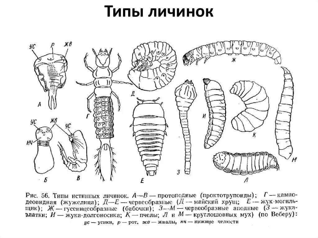 Личинки насекомых описание. Камподеовидные личинки насекомых. Типы личинок насекомых с полным превращением. Камподеовидные личинка строение. Типы личинок насекомых- гусеницеобразные личинки.