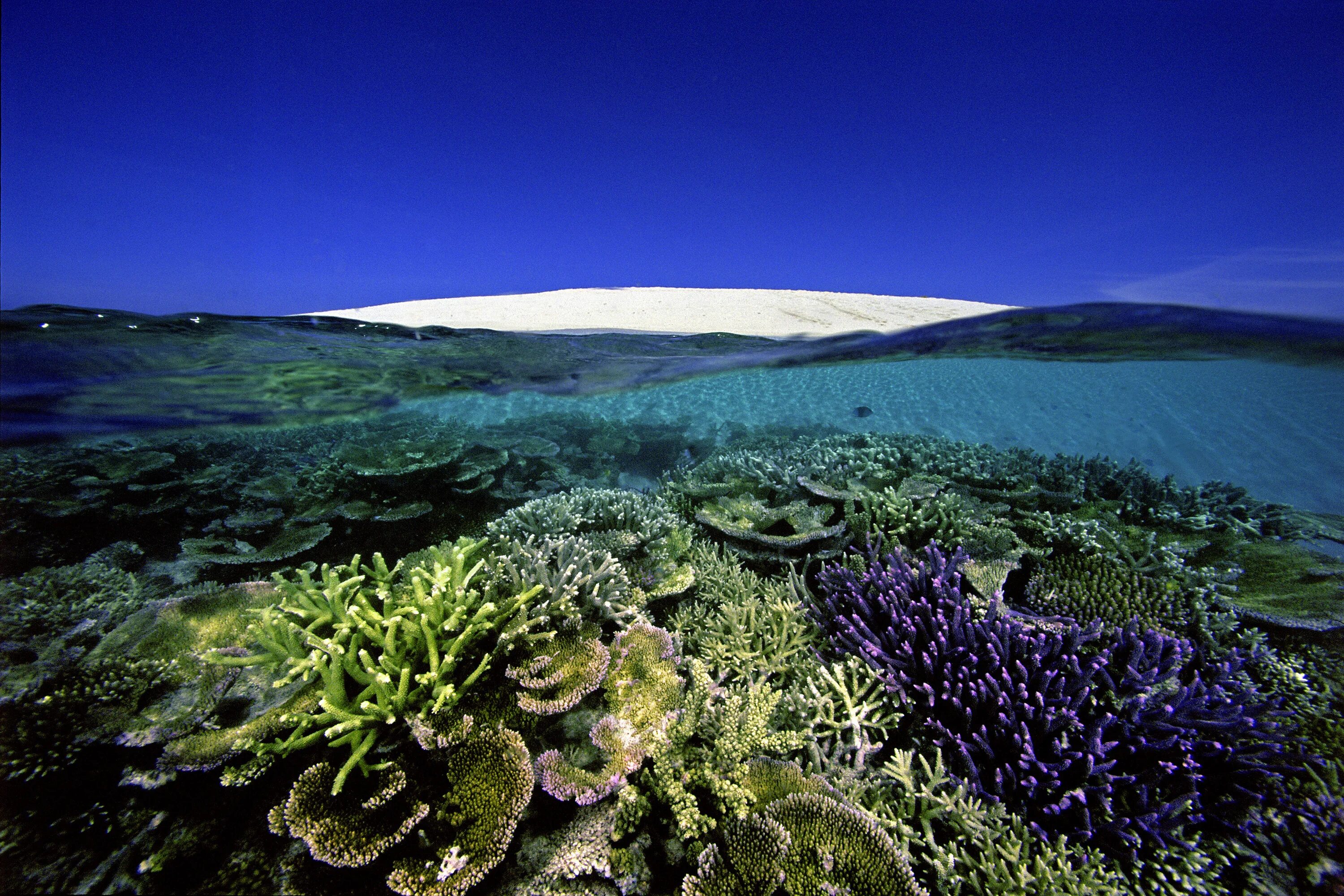 Коралловый риф протянувшийся вдоль восточной окраины материка. Большой Барьерный риф. Барьерный риф в Австралии. Большой Водораздельный риф в Австралии. Коралловый риф в Австралии.