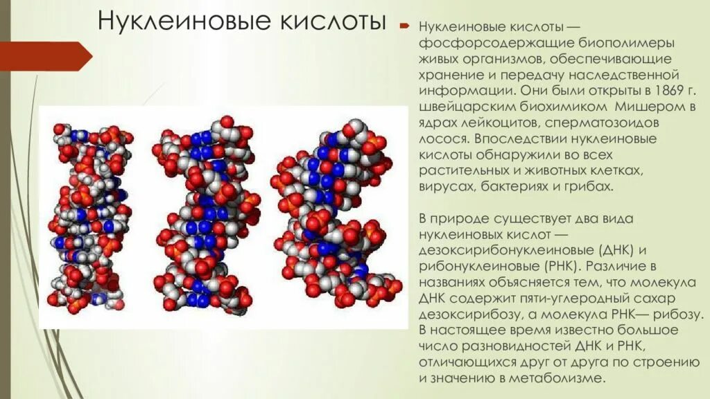 Биополимеры состоят. Строение нуклеиновых кислот. Строение ДНК биология 9 класс. Структура ДНК И РНК. Строение клетки ДНК И РНК.