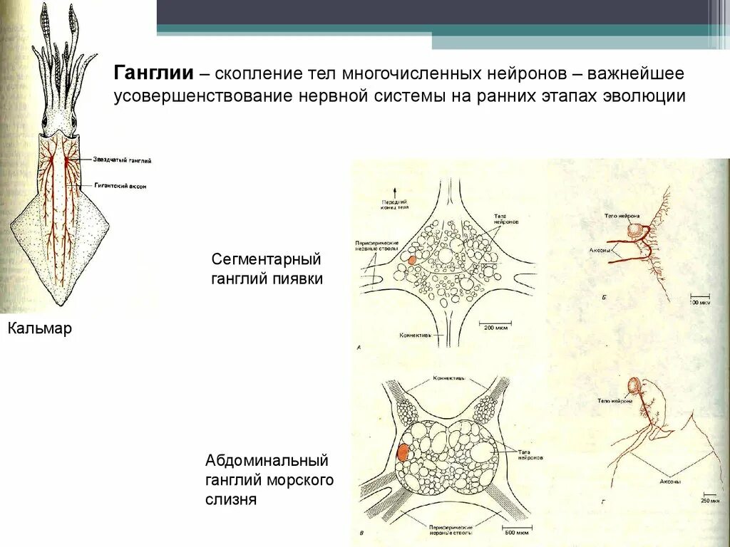 Что представляет собой ганглий. Нейроны ганглиев строение. Строение нервного ганглия. Нервные узлы образованы скоплением. Автономные нервные ганглии.