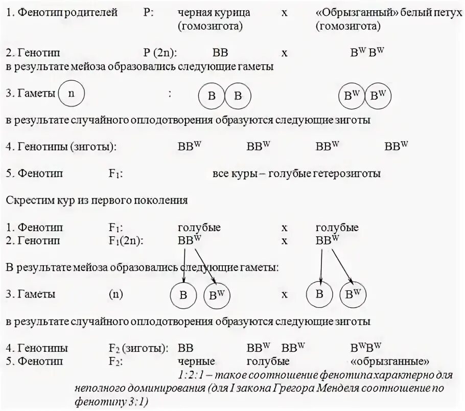 Гомозиготный генотип пример. Генотип и фенотип. Генотип пример. Одинаковый фенотип. Как определить генотип и фенотип.