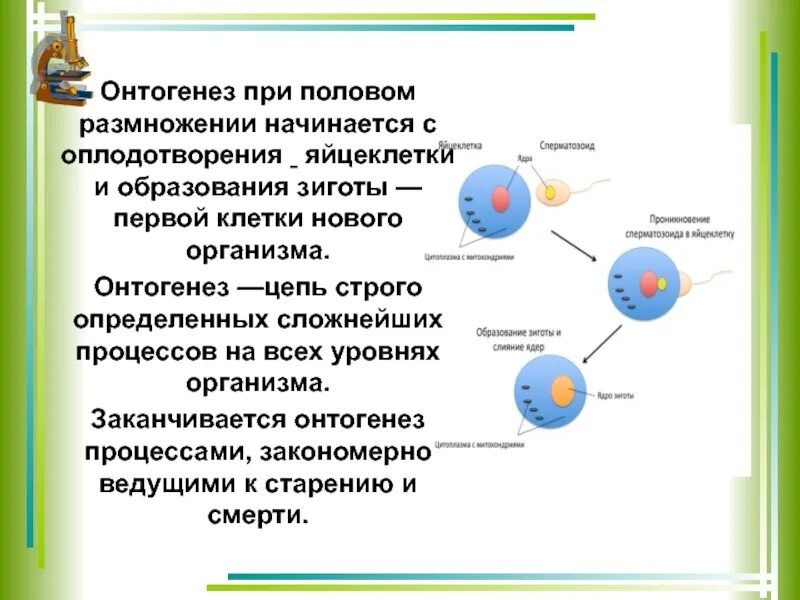 Цикл онтогенез. Теория онтогенез 10 класс. Этапы индивидуального развития организмов (онтогенез). Размножение и индивидуальное развитие организмов.