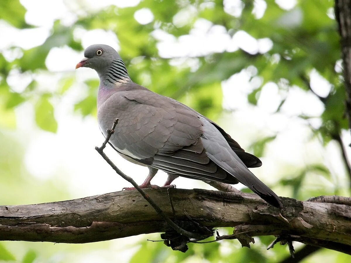 Голубь горлица. Вяхирь (Columba palumbus). Вяхирь Горлица. Дикий голубь вяхирь. Лесной голубь вяхирь.