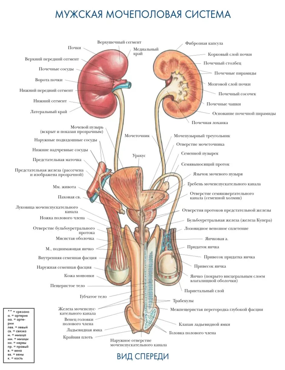 Половые органы строение функции. Мочевыделительная система человека схема расположения. Анатомический атлас человека мочевыделительная система. Схема строения мочевыделительной системы мужчины. Строение моце выделительной система.