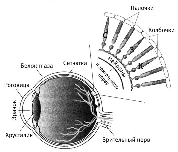 Колбочки и палочки какая оболочка глаза. Строение глаза колбочки и палочки. Палочки и колбочки сетчатки строение. Анализатор глаз строение колбочки палочки. Строение глаза колбочки.