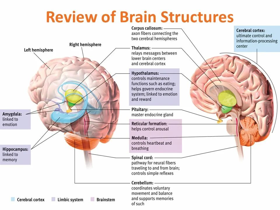 Brain name. Brain structure. Строение мозга Cortex. Brain structure and function. Human Brain Parts.