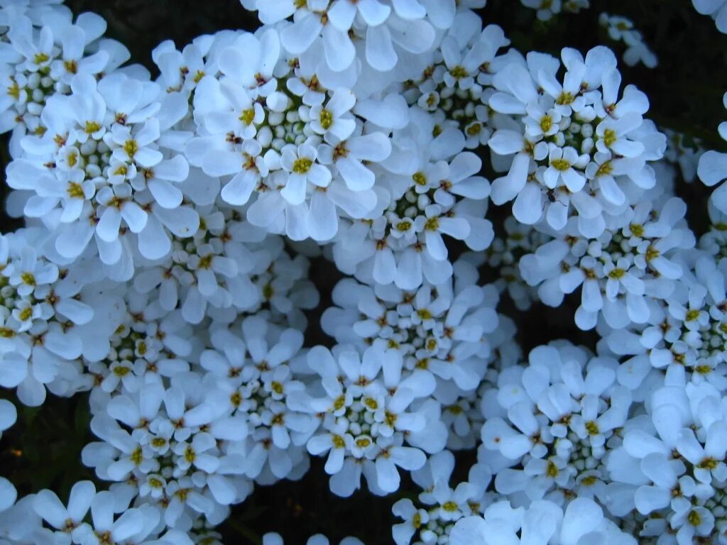 иберис цветок. иберис цветок. иберис умбеллата. иберис цветок. иберис в открытый грунт.