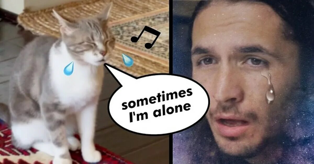 Kiffness sometimes. The kiffness. the kiffness x lonely cat - sometimes i&#039;m alone (singing cat). одинокий кот. the kiffness sometimes i&#039;m alone.